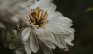 Närbild på en vi blomma som är delvis vissnad