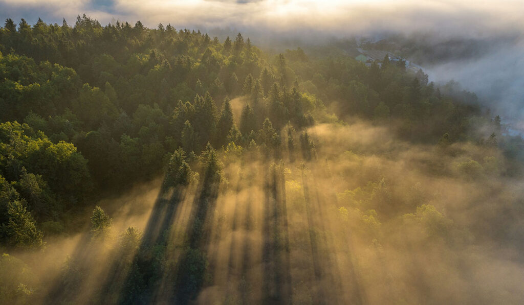 En granskog i dimma uppifrån där solen bryter igenom molnen