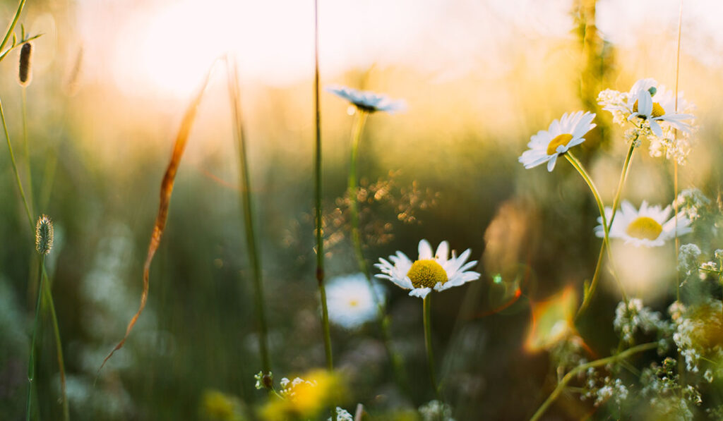 Sommarblommor på en äng i närbild