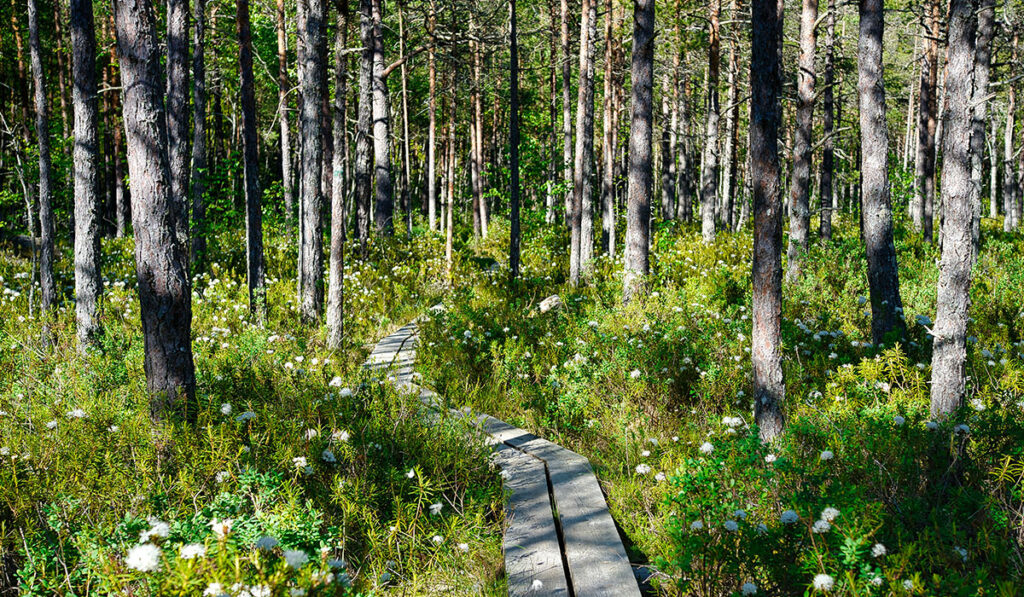 En vindlande spång genom en vårskog