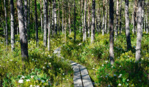 En vindlande spång genom en vårskog