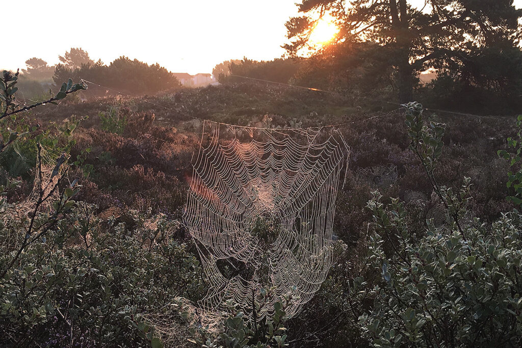 Morgonsolen lyser upp ett daggfyllt spindelväv med ljung som blommar i bakgrunden